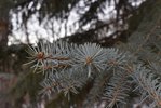 Picea-pungens-Leaves-Winter-7-HMS21.JPG