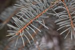 Picea-pungens-Leaves-Winter-HMS21.JPG