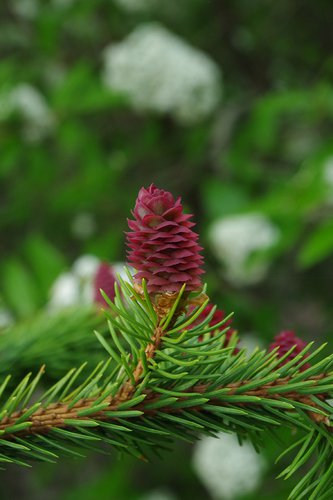 Picea abies 'Acrocona' Female Cone 1 JWB19.JPG