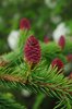 Picea abies 'Acrocona' Female Cone 2 JWB19.JPG
