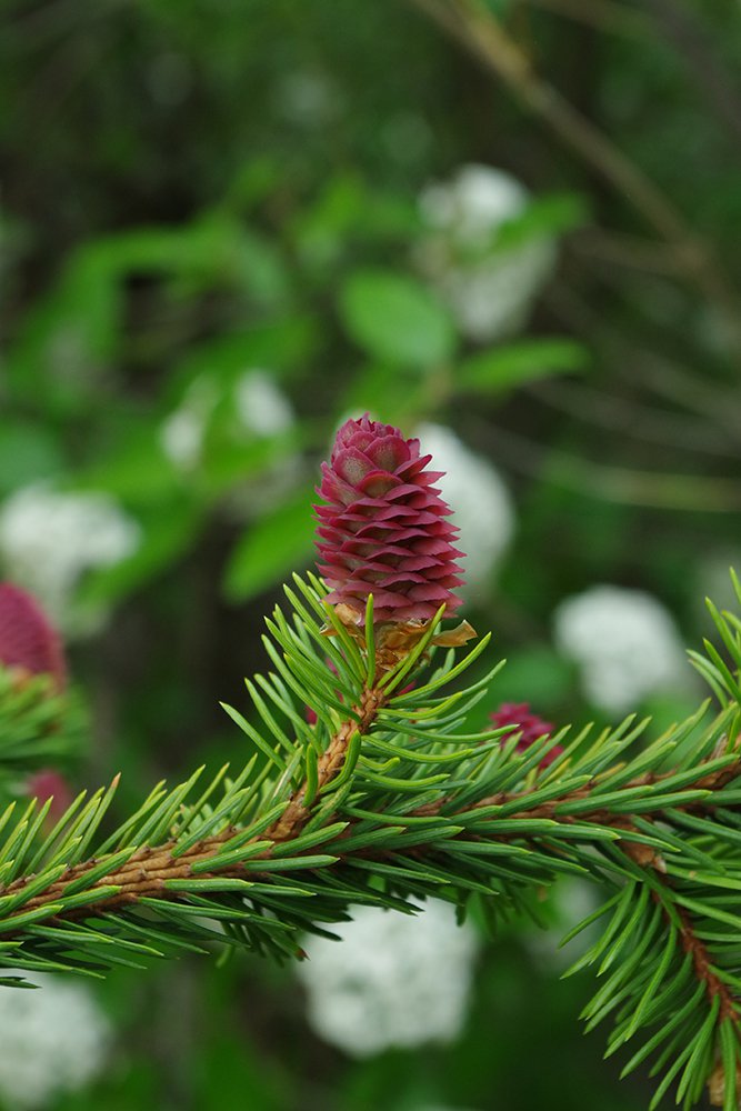 Picea abies 'Acrocona' Female Cone 3 JWB19.JPG