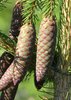 Picea abies 'Pendula' Female Cones JWB.JPG