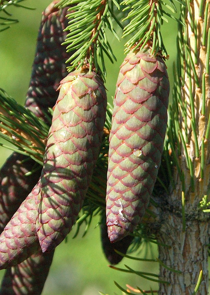 Picea abies 'Pendula' Female Cones JWB.JPG