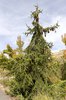 Picea abies 'Pendula' Habit 1 FAW18.JPG