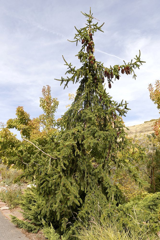 Picea abies 'Pendula' Habit 1 FAW18.JPG