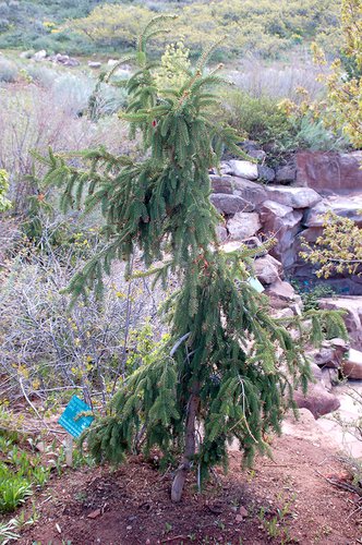 Picea abies 'Pendula' Habit JWB.JPG