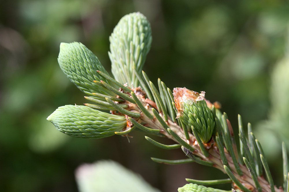 Picea abies 'Pendula' Leaf Buds2 KDW15.JPG