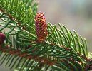 Picea abies 'Pendula' Male Cone JWB.JPG