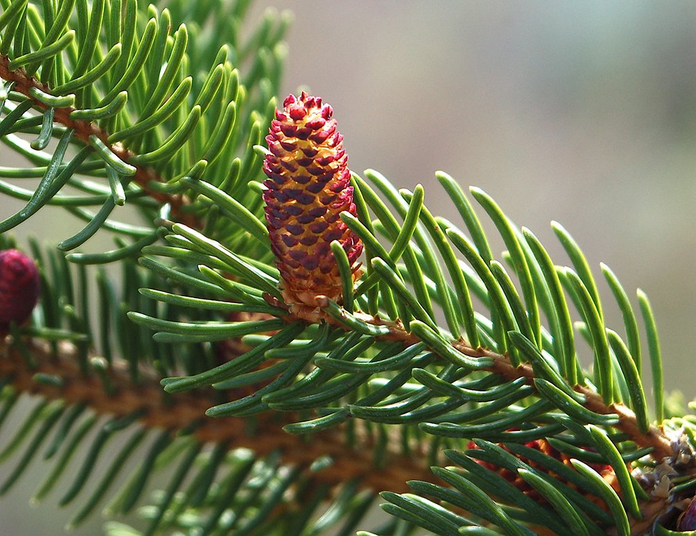 Picea abies 'Pendula' Male Cone JWB.JPG