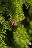 Picea abies 'Pendula' New Cone SQS15.JPG