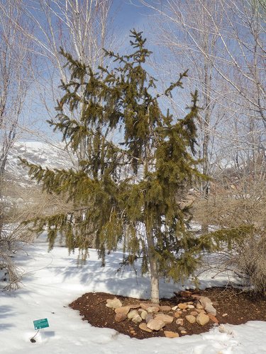 Picea abies 'Rubra spicata' Habit HMS16.JPG