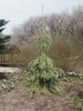 Picea engelmannii 'Bush's Lace' Habit JWB18.JPG