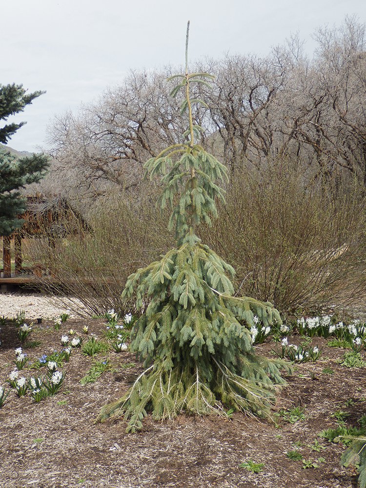 Picea engelmannii 'Bush's Lace' Habit JWB18.JPG