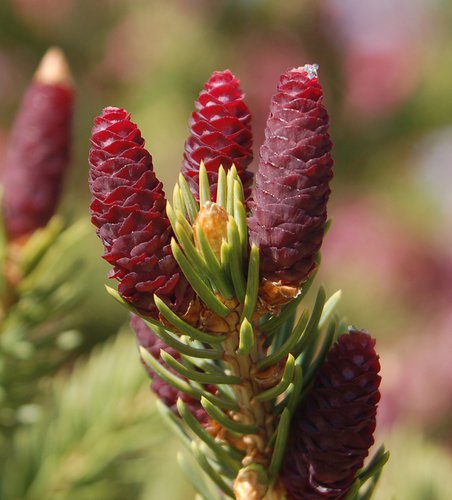 Picea glauca 'Densata' Female Cones JWB.JPG