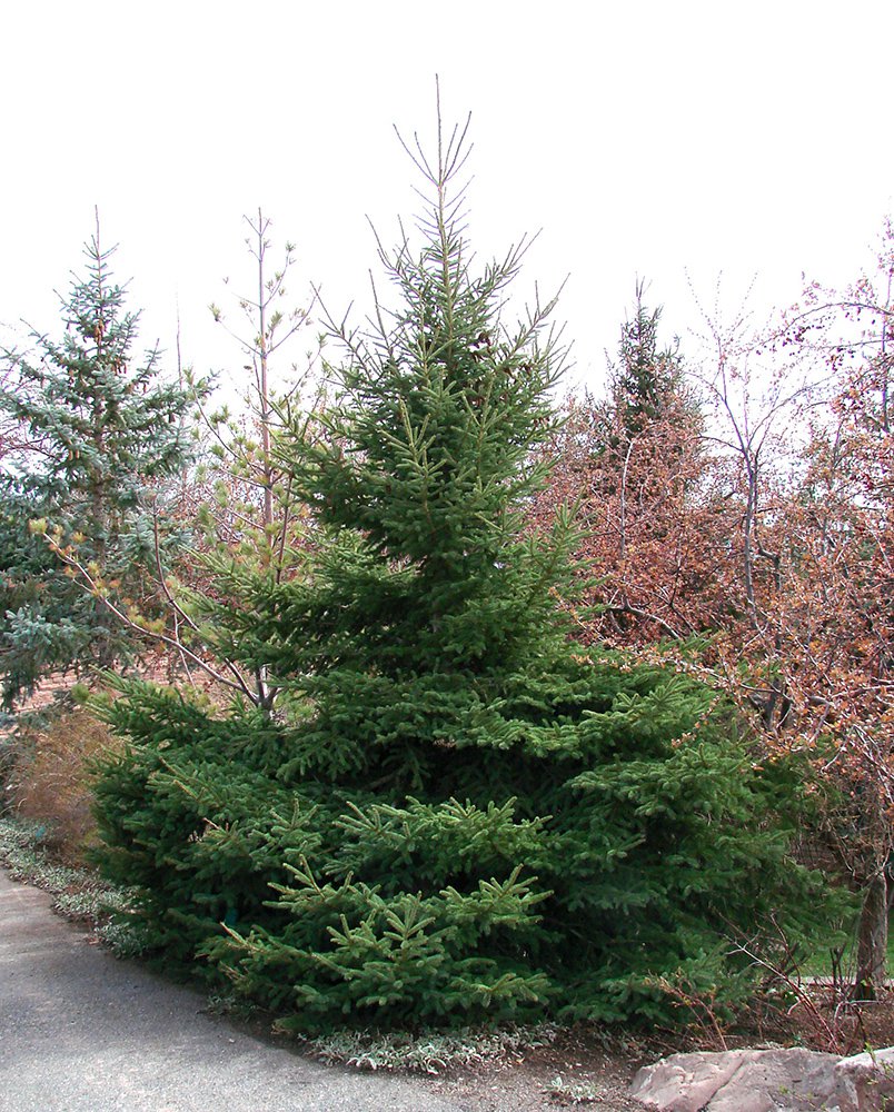 Picea glauca 'Densata' Habit KA13.JPG