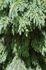 Picea glauca 'Pendula' Branches and Needles JMH16.JPG