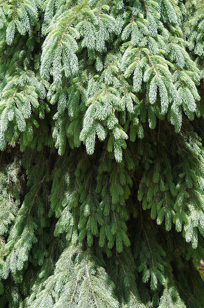 Picea glauca 'Pendula' Branches and Needles JMH16.JPG