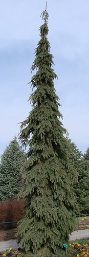 Picea glauca 'Pendula' habit VL.jpg