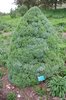 Picea glauca 'Sander's Blue' Habit BIR17.JPG
