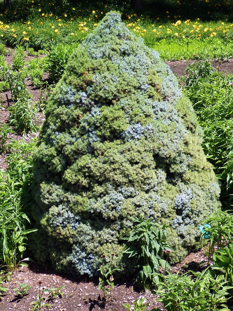 Picea glauca 'Sanders Blue' Habit JWB15.JPG