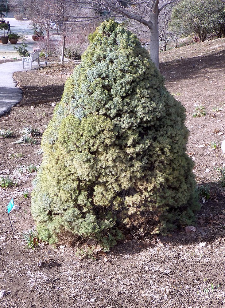 Picea glauca 'Sanders Blue' Habit JWB16.JPG