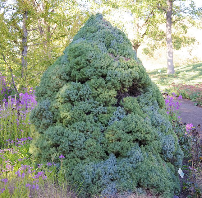 Picea