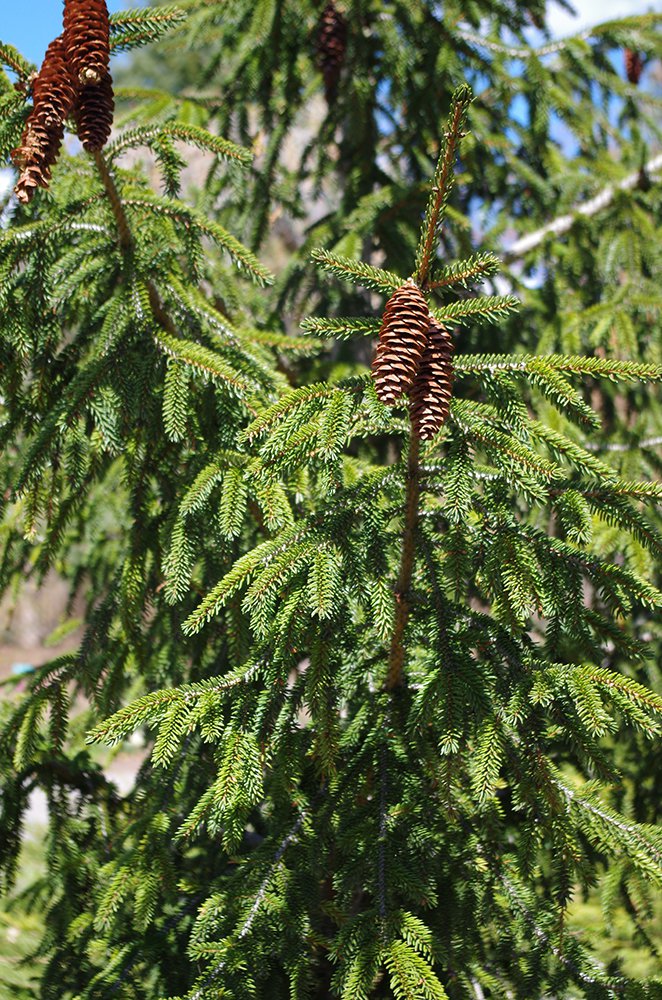 Picea orientalis 'Aureospicata' Cones AGA16.JPG