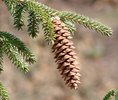 Picea orientalis 'Aureospicata' Female Cone KA14.JPG