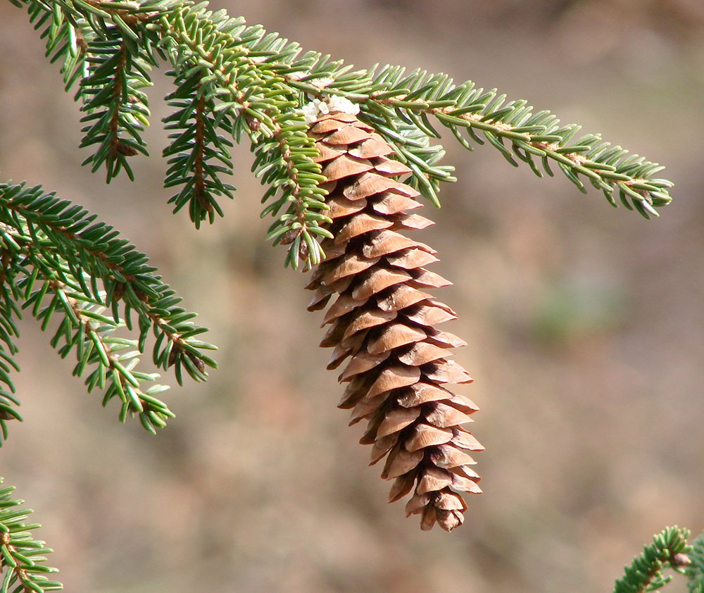 Picea orientalis 'Aureospicata' Female Cone KA14.JPG
