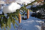 Picea orientalis 'Aureospicata' Female Cones 1 JWB19.JPG