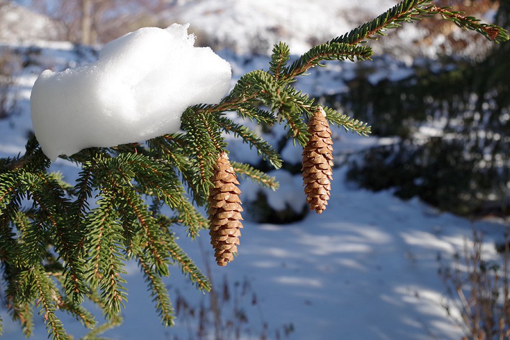 Picea orientalis 'Aureospicata' Female Cones 1 JWB19.JPG