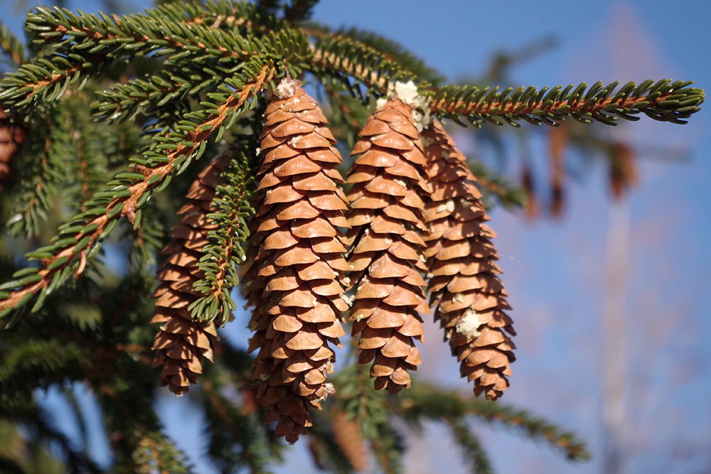 Picea orientalis 'Aureospicata' Female Cones 2 JWB19.JPG