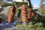 Picea orientalis 'Aureospicata' Female Cones 3 JWB19.JPG