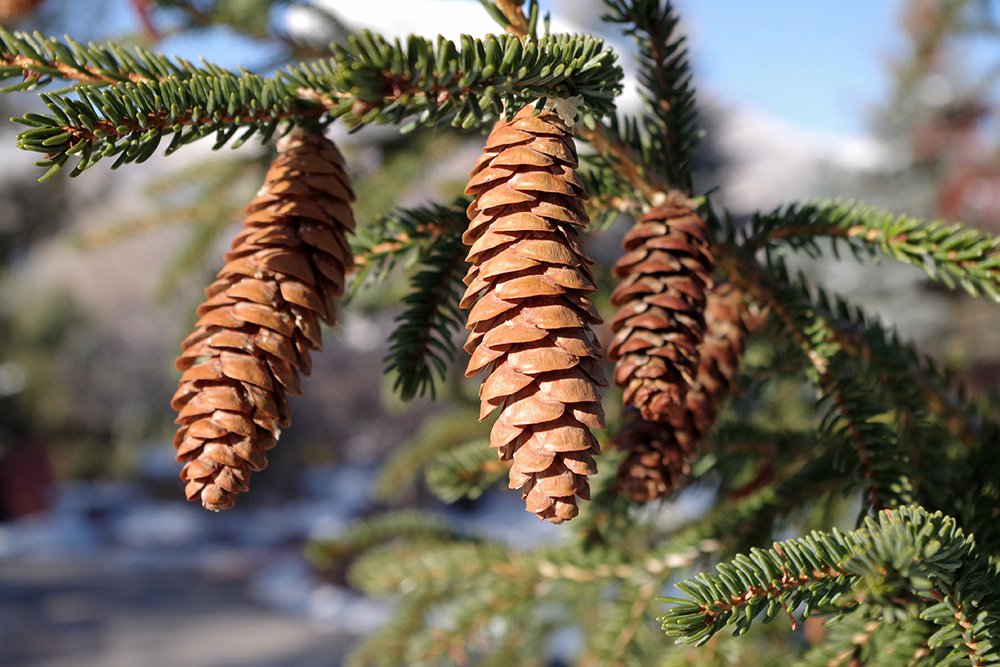 Picea orientalis 'Aureospicata' Female Cones 3 JWB19.JPG
