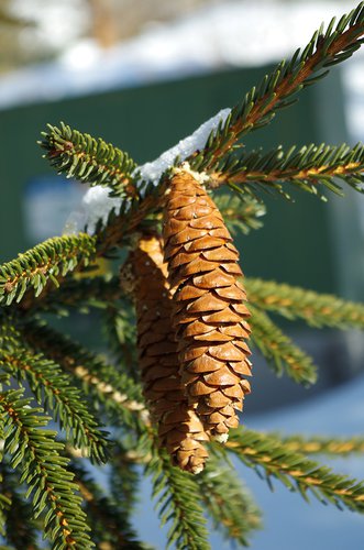 Picea orientalis 'Aureospicata' Female Cones HMS16.JPG