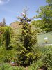 Picea orientalis 'Aureospicata' Habit 3 HMS16.JPG