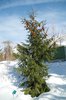 Picea orientalis 'Aureospicata' Habit Winter HMS16.JPG