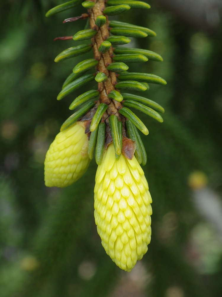 Picea orientalis 'Aureospicata' New Growth 1 JWB15.JPG