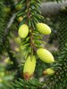 Picea orientalis 'Aureospicata' New Growth 2 JWB15.JPG
