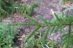 Picea orientalis 'Gowdy' Branch HMS15.JPG