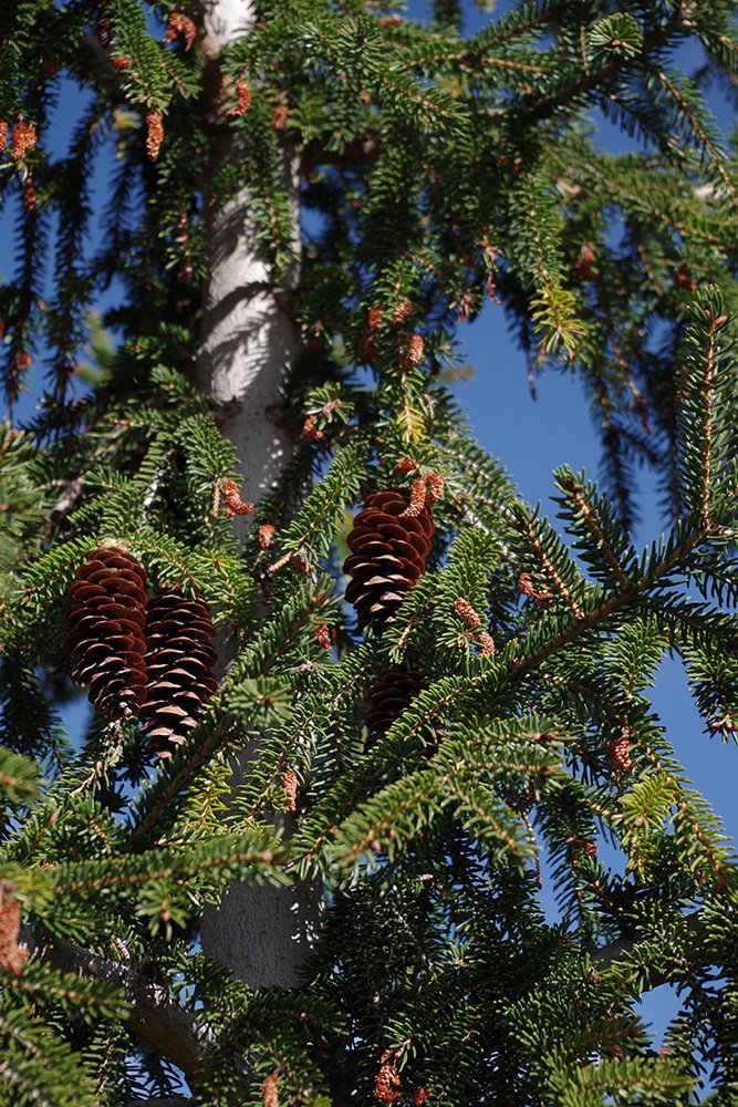 Picea orientalis 'Gowdy' Cones 1 LEG17.JPG