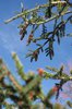 Picea orientalis 'Gowdy' Cones LEG17.JPG