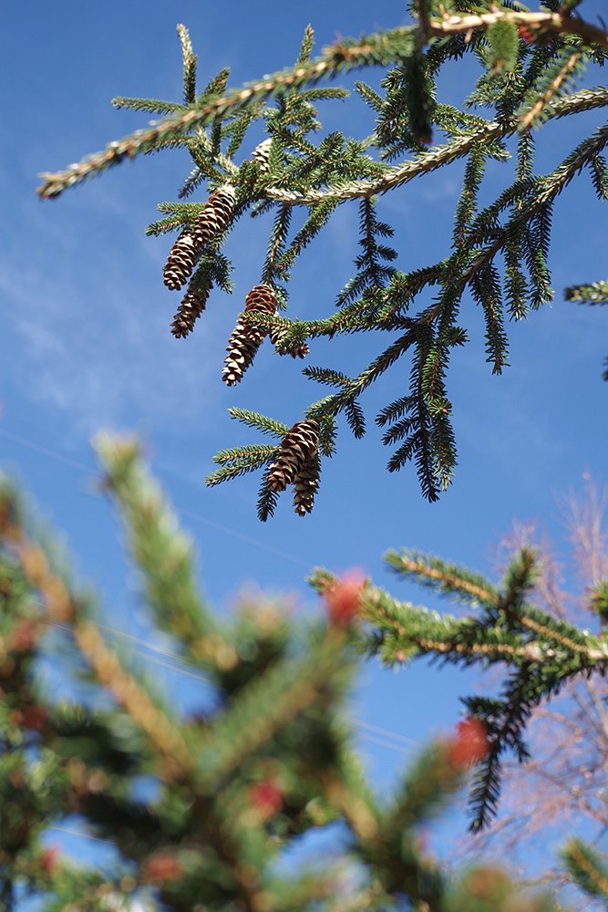 Picea orientalis 'Gowdy' Cones LEG17.JPG