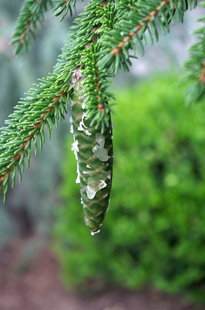 Picea orientalis 'Gowdy' Female Cone HMS15.JPG