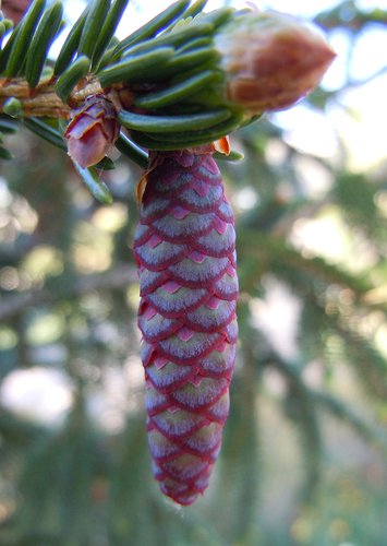 Picea orientalis 'Gowdy' Female Cone JWB12.JPG