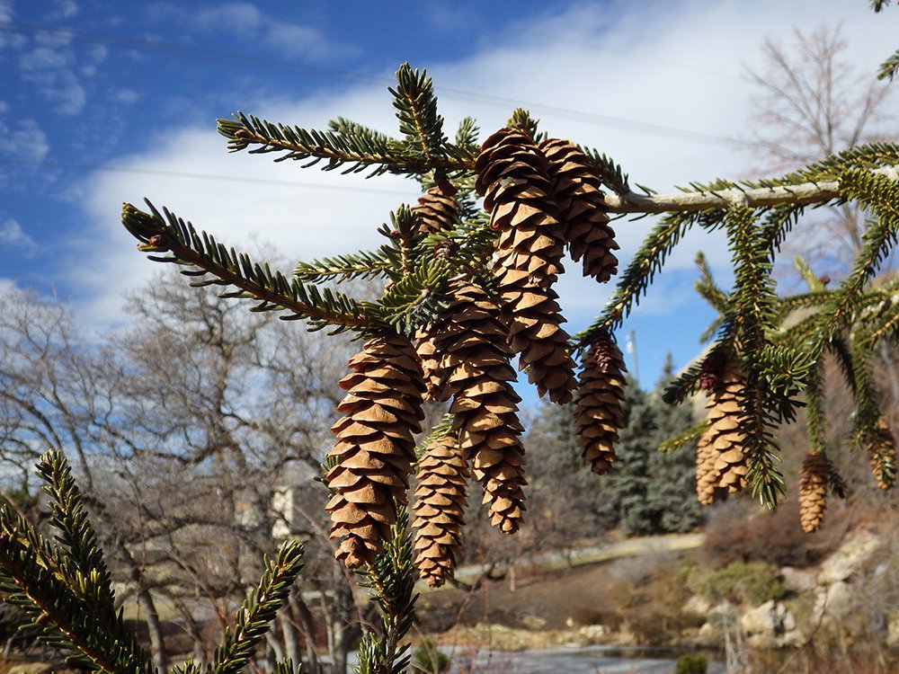 Picea orientalis 'Gowdy' Female Cones 2 JWB15.JPG