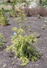 Picea orientalis 'Gowdy' Habit JWB11.JPG