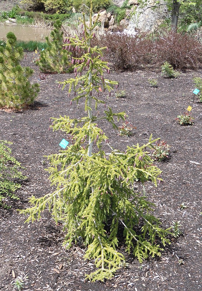 Picea orientalis 'Gowdy' Habit JWB11.JPG