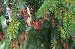 Picea orientalis 'Gowdy' Male Cone HMS15.JPG