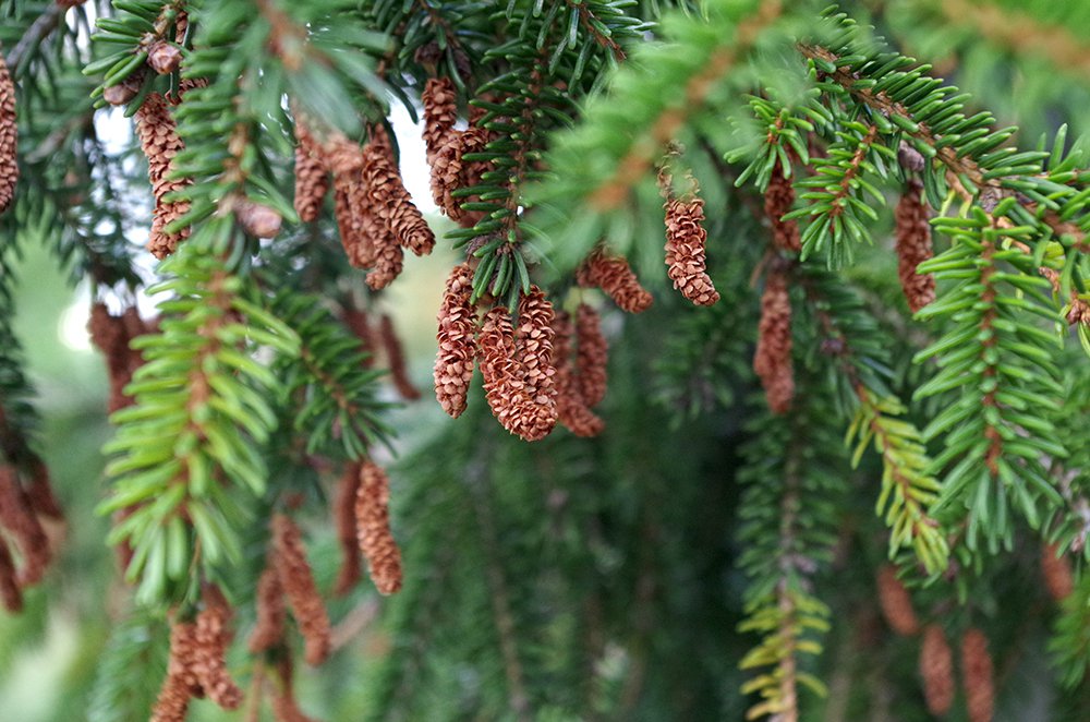 Picea orientalis 'Gowdy' Male Cone HMS15.JPG